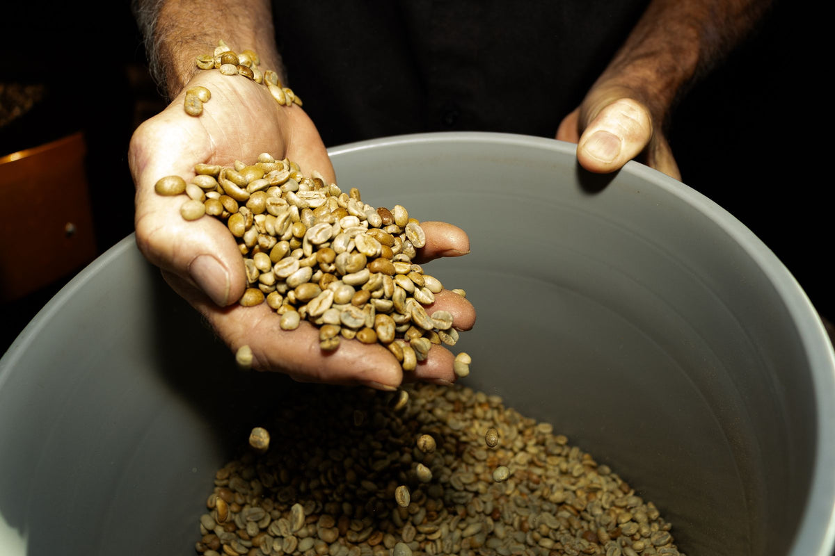 Green coffee beans ready to be freshly roasted, in the master roasters hands dropping back into a bucket