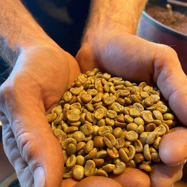 Mozart's is ready to roast, with a 4 month supply of Green Coffee Beans.