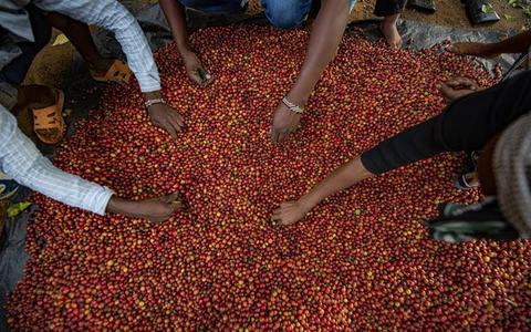 Indonesian Roastmaster Private Reserve Edition Sells Out In Minutes.