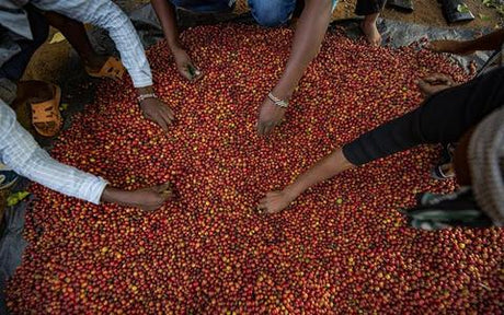 Indonesian Roastmaster Private Reserve Edition Sells Out In Minutes.
