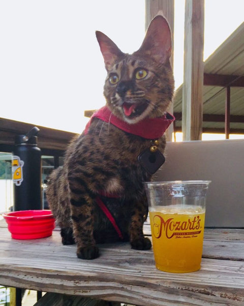 Meet Zina: The Mozart’s Regular Cat