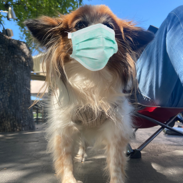 Mozart's  Adopts Face Mask Policies to Comply with Travis County Mask Requirements